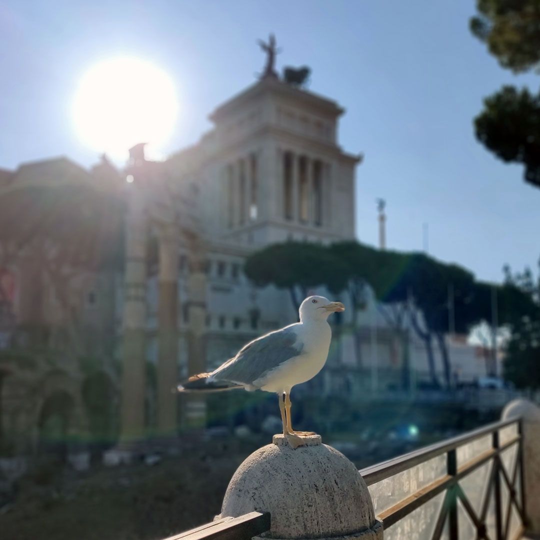 bird.square.rome_80