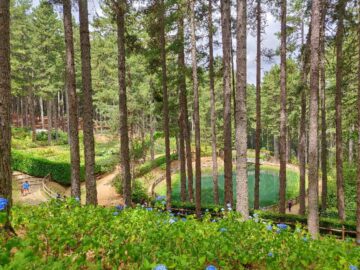forest.hdr_medium_80
